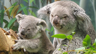 Ubuntu 9.10 Karmic Koala Out Now But Still Not As Fuzzy As a Real Koala